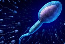 spermatozoid