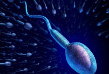 spermatozoid